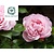 Rosa 'The Generous Gardener'