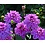 Dahlia 'Bluetifull'
