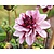 Dahlia 'Crème de Cassis'