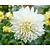 Dahlia 'Le Castel'