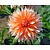 Dahlia 'Okapi's Sunset'