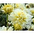 Dahlia 'Grand Prix'