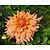 Dahlia 'Tyrell'
