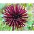 Dahlia 'Nuit d'Été'