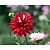Dahlia 'Rebecca's World'