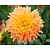 Dahlia 'Deep Impact'