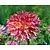 Dahlia 'Myrtle's Folly'