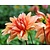 Dahlia 'Autumn Fairy'