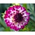 Dahlia 'Little Robert'