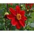 Dahlia 'Cherry Red'