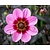 Dahlia 'Wishes 'n Dreams'