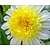 Dahlia '(Freya's) Paso Doble'