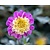 Dahlia 'Take Off'