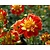 Dahlia 'Pooh'