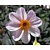Dahlia 'Bishop of Leicester'