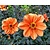 Dahlia 'Bishop of Oxford'