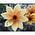 Dahlia 'Bishop of York'