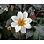 Dahlia 'Happy Days Cream'