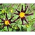 Dahlia 'Verrone's Obsidian'
