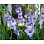 Gladiolus 'Cote d'Azur'