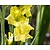 Gladiolus 'Evergreen'