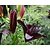 Lilium 'Blacklist'