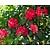 Rhododendron 'Wilgen's Ruby'