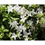 Rhododendron Azalea 'Schneewitchen'