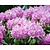 Rhododendron 'Roseum Elegans'