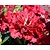 Rhododendron 'Red Jack'