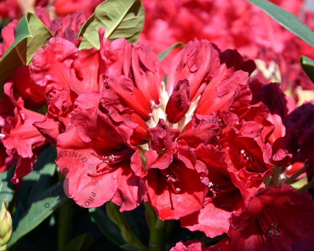 Rhododendron 'Red Jack'
