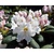 Rhododendron yakushimanum 'Porzellan'