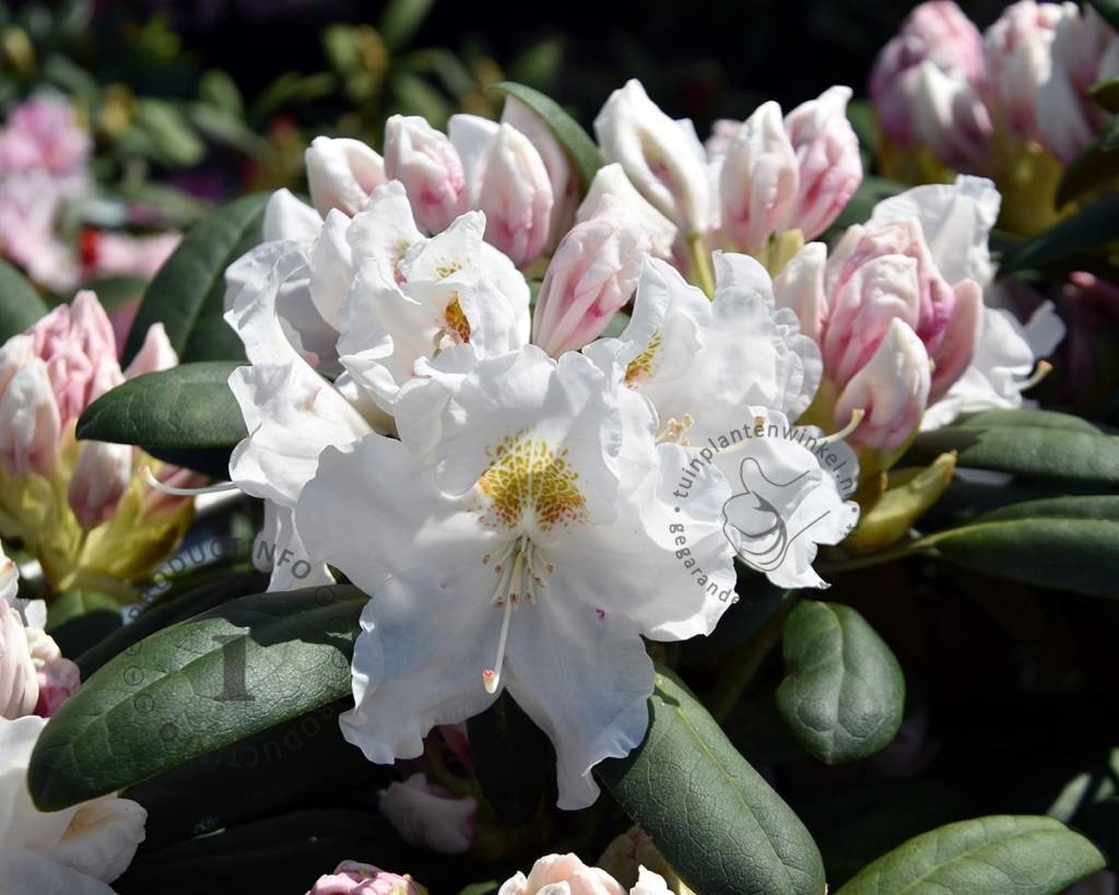 Rhododendron yakushimanum 'Porzellan'
