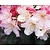 Rhododendron yakushimanum 'Percy Wiseman'