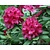 Rhododendron 'Nova Zembla'