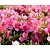 Rhododendron Azalea 'Madame van Hecke'