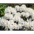 Rhododendron 'Madame Masson'
