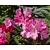 Rhododendron yakushimanum 'Kalinka'