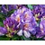 Rhododendron catawbiense 'Grandiflorum'