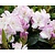 Rhododendron 'Gomer Waterer'