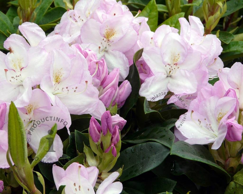 Rhododendron 'Gomer Waterer'