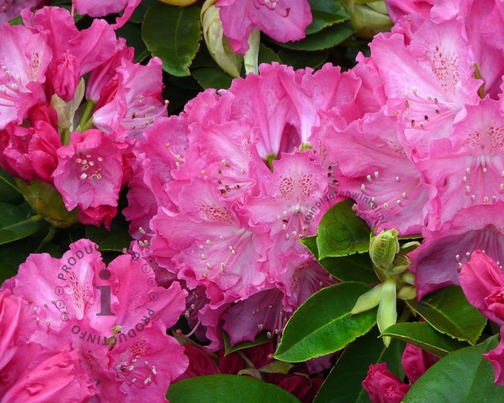 Rhododendron 'Germania'