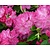 Rhododendron 'Germania'