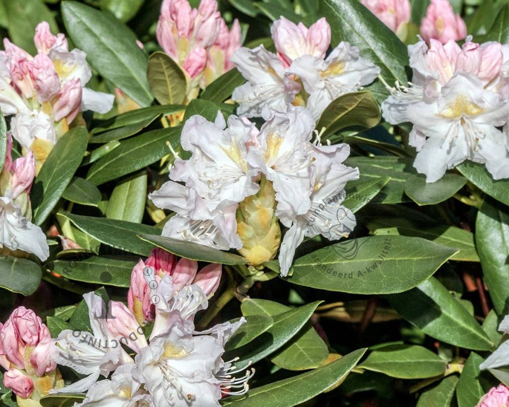 Rhododendron 'Cunningham's White'