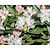 Rhododendron 'Cunningham's White'