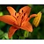 Lilium 'Orange Summer'