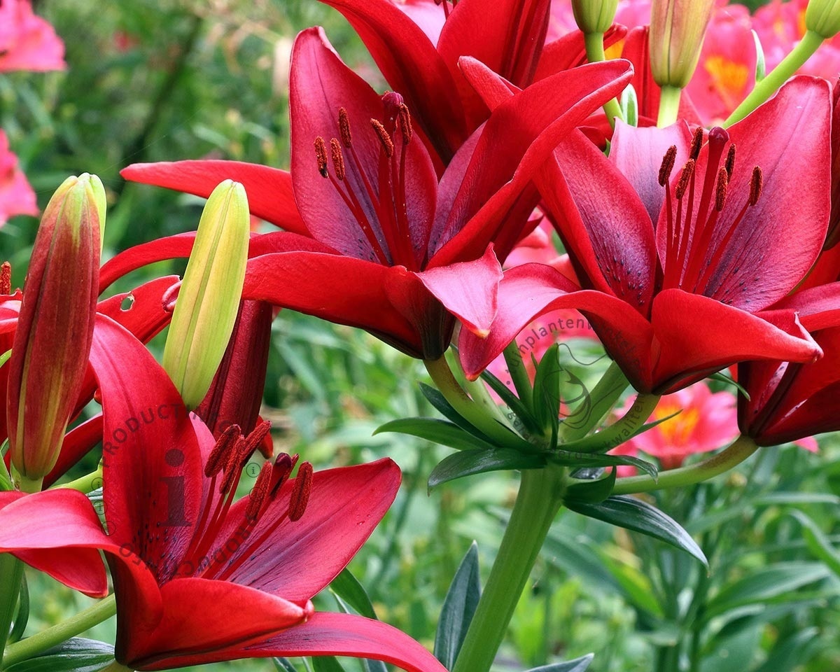 Lilium 'Red County'