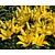 lilium 'Yellow County'