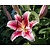 Lilium 'Hachi'