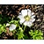 Anemone coronaria 'Bride'
